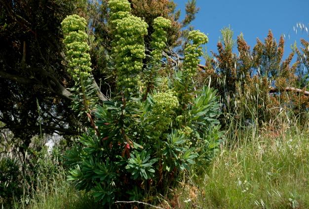 Euphorbia characias / Euforbia cespugliosa